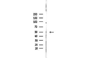 anti-Par-6 Partitioning Defective 6 Homolog beta (PARD6B) (Internal Region) antibody
