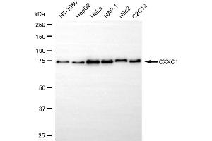 Western blotting analysis using CXXC1 antibody (ABIN7798184).