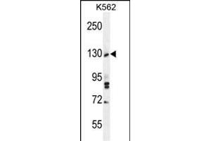 TTBK2 Antibody (N-term) (ABIN656096 and ABIN2845439) western blot analysis in K562 cell line lysates (35 μg/lane). (TTBK2 抗体  (N-Term))