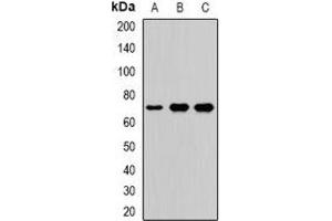 Western blot analysis of LTAP expression in Hela (A), A549 (B), mouse brain (C) whole cell lysates. (VANGL2 抗体)