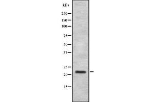 Western blot analysis IFN16 using K562 whole cell lysates (IFNA16 抗体)
