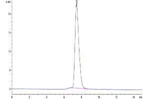 The purity of Human KIR2DL1 is greater than 95 % as determined by SEC-HPLC. (KIR2DL1 Protein (His-Avi Tag))