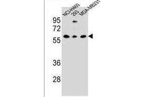 CLEC17A Antibody (C-term) (ABIN1536790 and ABIN2849828) western blot analysis in NCI-,293,MDA-M cell line lysates (35 μg/lane).