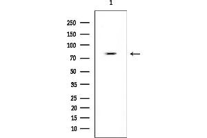 anti-Spire Homolog 2 (SPIRE2) antibody