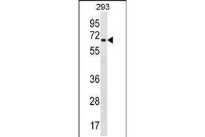 Western blot analysis in 293 cell line lysates (35ug/lane). (ZNF426 抗体  (AA 234-260))