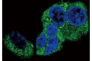 Confocal immunofluorescent analysis of DBH antibody with HepG2 cells followed by Alexa Fluor 488-conjugated goat anti-rabbit lgG (green).