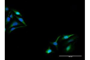Immunofluorescence of purified MaxPab antibody to KPNA5 on HeLa cell. (KPNA5 抗体  (AA 1-539))