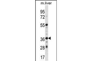 Western blot analysis in mouse liver tissue lysates (35ug/lane). (GYPE 抗体  (C-Term))