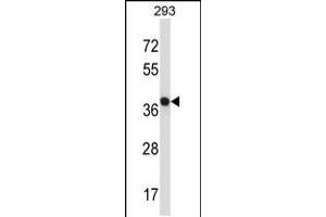 Western blot analysis in 293 cell line lysates (35ug/lane). (NECAB1 抗体  (AA 208-236))