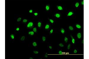 Immunofluorescence (IF) image for anti-Aryl Hydrocarbon Receptor (AHR) (AA 721-820) antibody (ABIN513203)