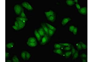 Immunofluorescent analysis of HepG2 cells using ABIN7150316 at dilution of 1:100 and Alexa Fluor 488-congugated AffiniPure Goat Anti-Rabbit IgG(H+L) (GINS2 抗体  (AA 1-185))