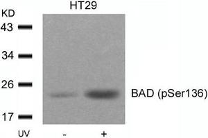 Western blot analysis of extracts from HT29 cells untreated or treated with UV using BAD(Phospho-Ser136) Antibody. (BAD 抗体  (pSer136))