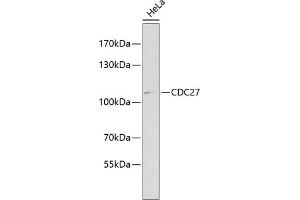 CDC27 抗体  (AA 551-830)