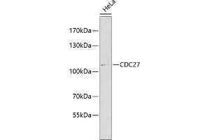 Western blot analysis of extracts of HeLa cells, using CDC27 antibody (ABIN3015756, ABIN3015757, ABIN1679113 and ABIN6219104) at 1:1000 dilution. (CDC27 抗体  (AA 551-830))