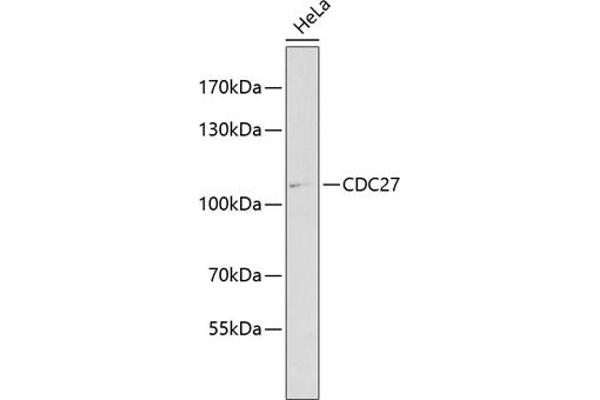 CDC27 抗体  (AA 551-830)