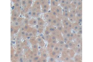 IHC-P analysis of liver tissue, with DAB staining. (Fibrosin 抗体  (AA 1-250))