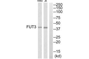 Western blot analysis of extracts from K562 cells and Jurkat cells, using MRPS7 antibody. (FUT3 抗体  (Internal Region))