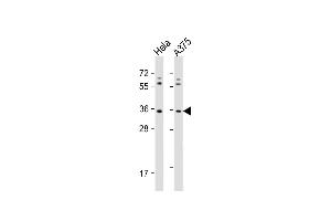 All lanes : Anti-OR5AK2 Antibody (C-term) at 1:1000 dilution Lane 1: Hela whole cell lysate Lane 2:  whole cell lysate Lysates/proteins at 20 μg per lane. (OR5AK2 抗体  (C-Term))