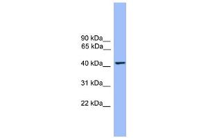 WB Suggested Anti-THEG Antibody Titration: 0. (THEG 抗体  (Middle Region))