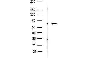 anti-Smg-9 Homolog, Nonsense Mediated mRNA Decay Factor (SMG9) (Internal Region) antibody