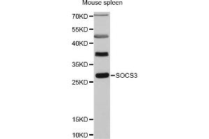 Western blot analysis of extracts of mouse spleen, using SOCS3 antibody (ABIN5970268) at 1:3000 dilution. (SOCS3 抗体)