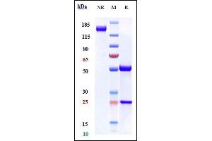 Anti-DLL4 Reference Antibody (navicixizumab) on SDS-PAGE under reducing (R) condition.