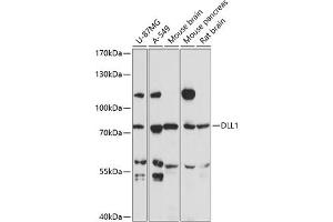 Western blot analysis of extracts of various cell lines, using DLL1 antibody (ABIN7266726) at 1:3000 dilution. (DLL1 抗体  (AA 573-723))