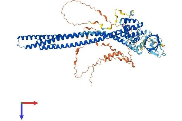 Oligophrenin 1 Protein (OPHN1) (AA 1-802) (His tag)