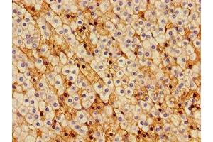 Immunohistochemistry of paraffin-embedded human adrenal gland tissue using ABIN7148939 at dilution of 1:100 (Cyclin H 抗体  (AA 261-319))