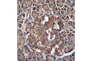 Immunohistochemistry (Paraffin-embedded Sections) (IHC (p)) image for anti-Recombination Signal Binding Protein For Immunoglobulin kappa J Region-Like (RBPJL) (AA 15-44), (N-Term) antibody (ABIN954488)