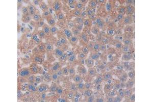 #VALUE! (Vitronectin 抗体  (AA 19-468))