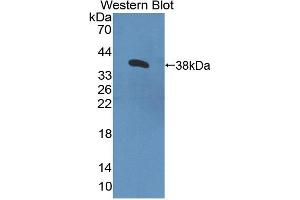 Western blot analysis of recombinant Human CNTN4. (Contactin 4 抗体  (AA 731-980))
