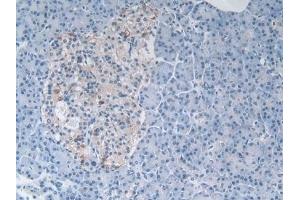 Detection of MSTN in Human Pancreas Tissue using Polyclonal Antibody to Myostatin (MSTN)