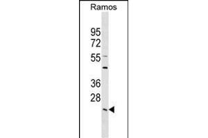 LYPLA2 Antibody (C-term) (ABIN1536801 and ABIN2849366) western blot analysis in Ramos cell line lysates (35 μg/lane). (LYPLA2 抗体  (C-Term))