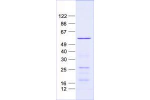 Western Blotting (WB) image for Recombination Signal Binding Protein For Immunoglobulin kappa J Region (RBPJ) protein (His tag) (ABIN2730634)