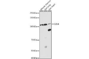 Western blot analysis of extracts of various cell lines, using CD34 antibody (ABIN6134661, ABIN6138169, ABIN6138171 and ABIN6218103) at 1:1000 dilution. (CD34 抗体  (C-Term))