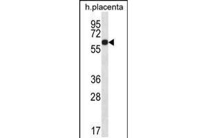Western blot analysis in human placenta tissue lysates (35ug/lane). (GLCCI1 抗体  (AA 226-255))