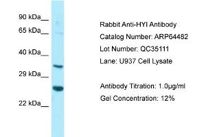 Western Blotting (WB) image for anti-Hydroxypyruvate Isomerase (Putative) (HYI) (N-Term) antibody (ABIN2789850) (HYI 抗体  (N-Term))