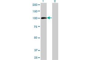 Western Blot analysis of AHR expression in transfected 293T cell line by AHR monoclonal antibody (M03), clone 3H4. (Aryl Hydrocarbon Receptor 抗体  (AA 721-820))