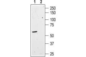 anti-Somatostatin Receptor 3 (SSTR3) (AA 233-246), (Intracellular) antibody