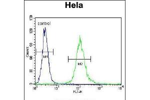 Flow cytometric analysis of Hela cells (right histogram) compared to a negative control cell (left histogram). (Cytochrome C1 抗体  (C-Term))