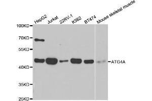 Western blot analysis of extracts of various cell lines, using ATG4A antibody. (ATG4A 抗体  (AA 289-398))
