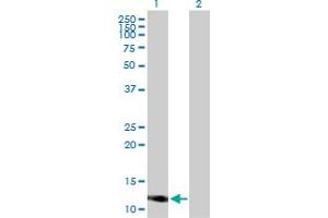 Western Blot analysis of IFITM3 expression in transfected 293T cell line by IFITM3 MaxPab polyclonal antibody. (IFITM3 抗体  (AA 1-133))