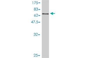 Western Blot detection against Immunogen (66. (MRI1 抗体  (AA 1-369))