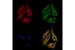 ABIN7094010 and ABIN7098054 staining HepG2 cells by IF/ICC. (Syntaxin 7 抗体  (Internal Region))