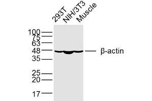 Lane 1: 293T, Lane 2: NIH/3T3, Lane 3: mouse muscle lysates probed with beta-Actin (1A2) Monoclonal Antibody (bsm-33036M) at 1:300 overnight at 4°C followed by a conjugated secondary antibody for 60 minutes at 37°C. (beta Actin 抗体  (AA 1-25))
