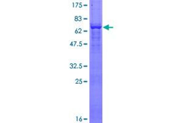 ACTG2 Protein (AA 1-376) (GST tag)