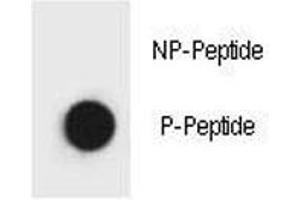 Dot Blot (DB) image for anti-Beclin 1, Autophagy Related (BECN1) (pThr119) antibody (ABIN3028505)