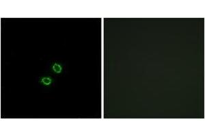 Immunofluorescence (IF) image for anti-Killer Cell Immunoglobulin-Like Receptor, Two Domains, Long Cytoplasmic Tail, 5A (KIR2DL5A) (AA 161-210) antibody (ABIN2890389) (KIR2DL5A 抗体  (AA 161-210))