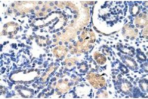 Immunohistochemical staining (Formalin-fixed paraffin-embedded sections) of human kidney with EMG1 polyclonal antibody  at 4-8 ug/mL working concentration. (EMG1 抗体  (N-Term))